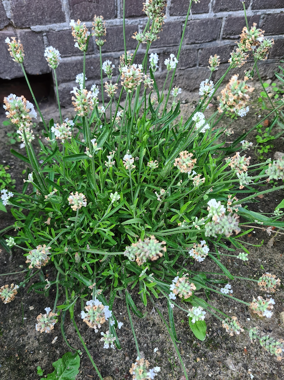 Gewöhnlicher Lavendel Lavandula angustifolia 'Alba'