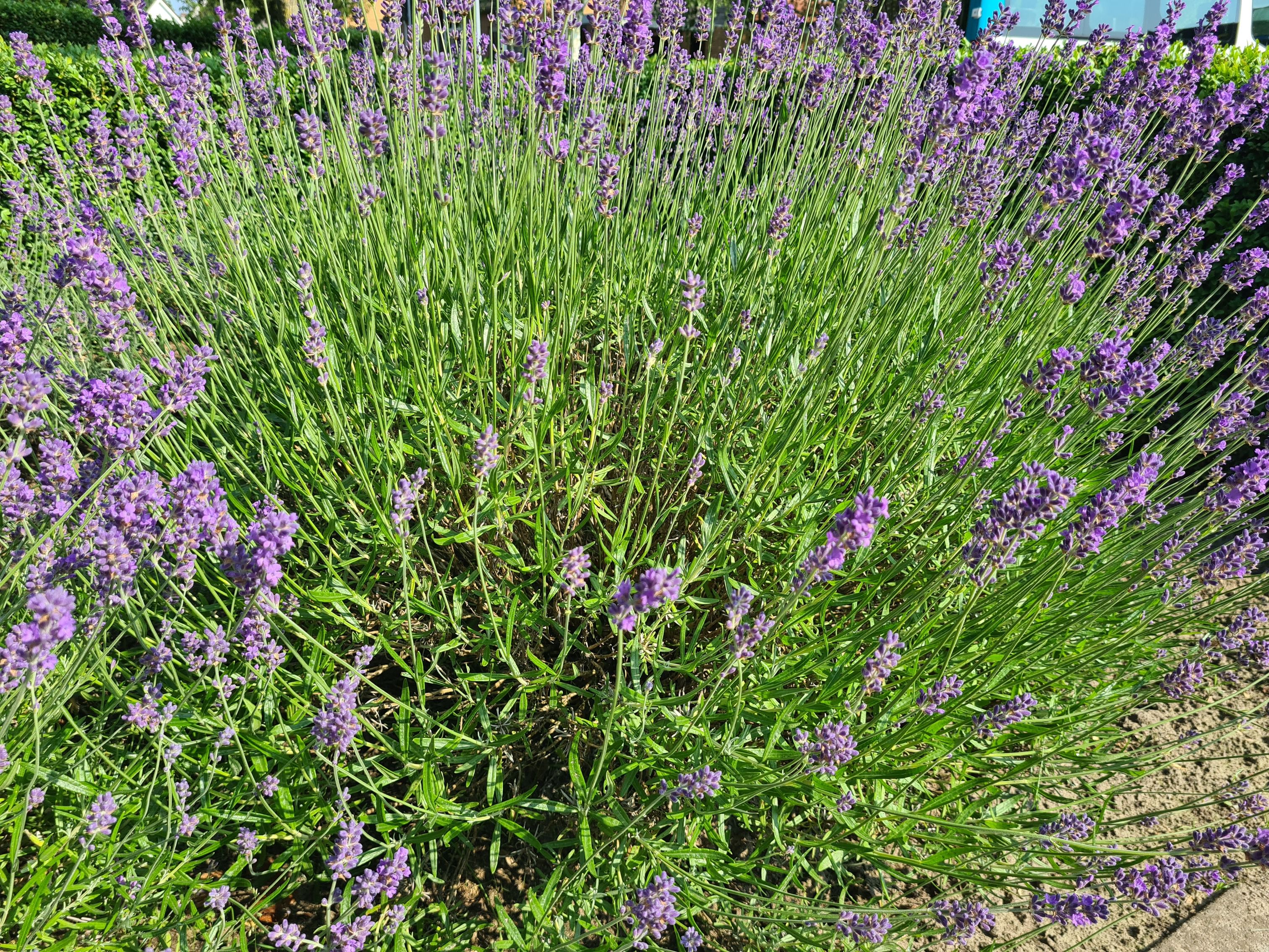 revolutie hartstochtelijk strottenhoofd Gewone lavendel Paars Lavandula Angustifolia 'Munstead' plant