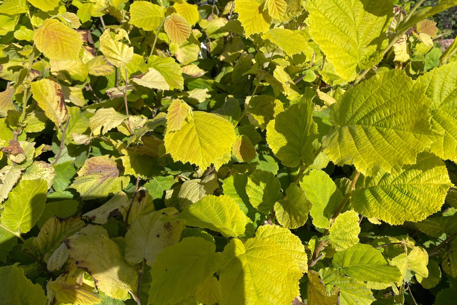 Goudhazelaar - Corylus avellana 'Aurea'