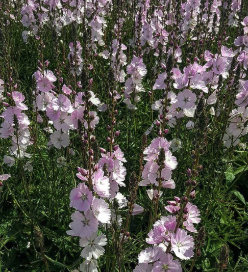 Griechische Malve - Sidalcea 'Elsie Heugh' Blüten