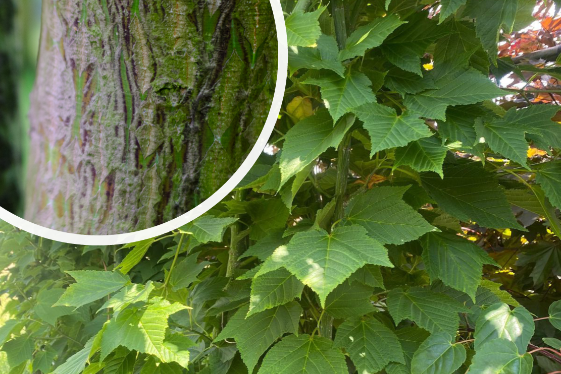 Acer Rufinerve mit dekorativ gestreifter Rinde