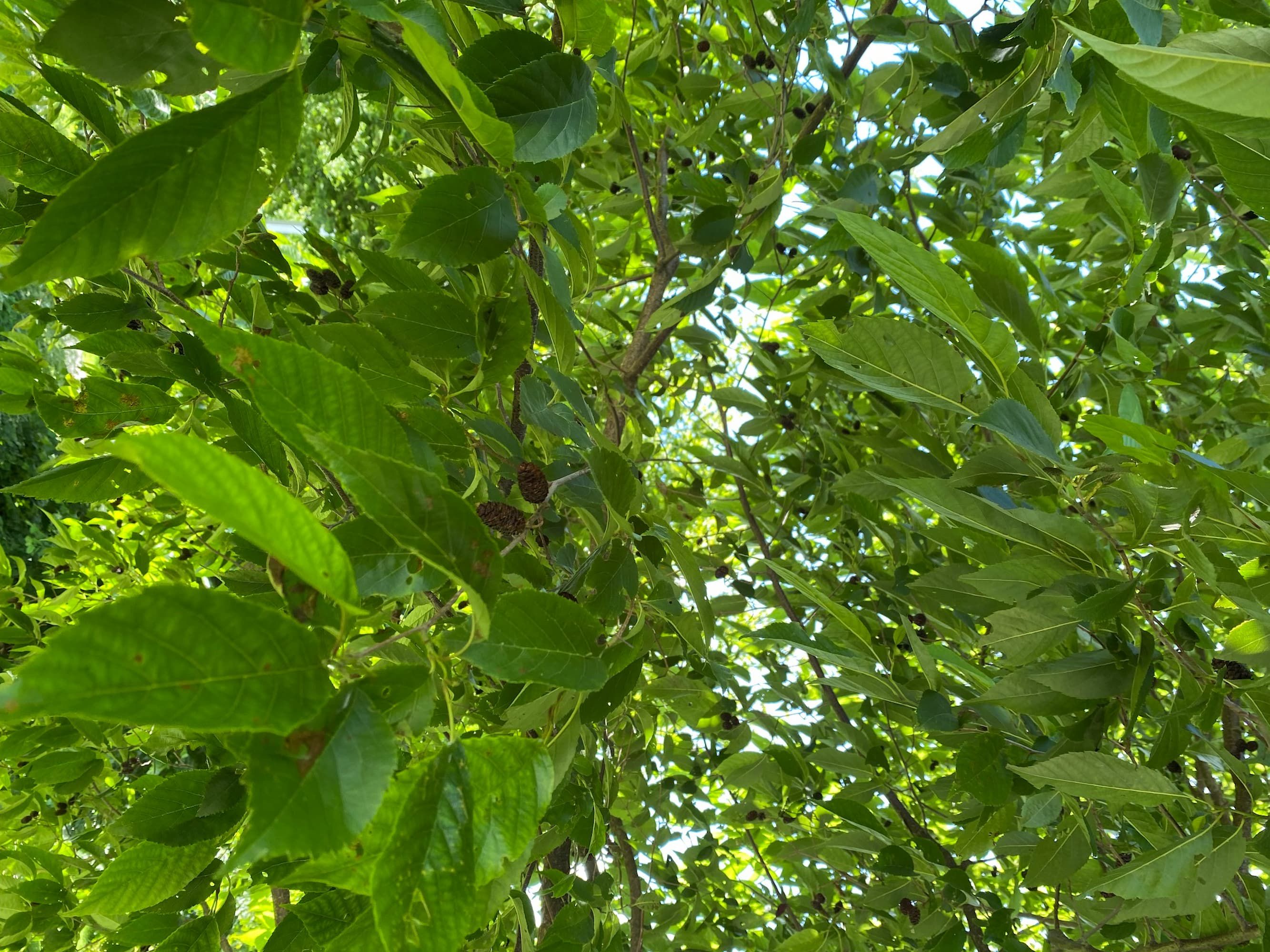 Blad Grootbladige els - Alnus spaethii 'Spaeth'