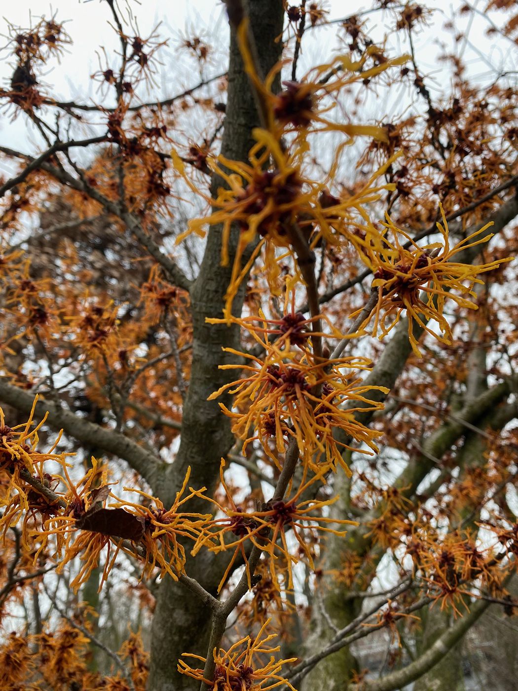 Zaubernuss - Hamamelis intermedia 'aphrodite'.