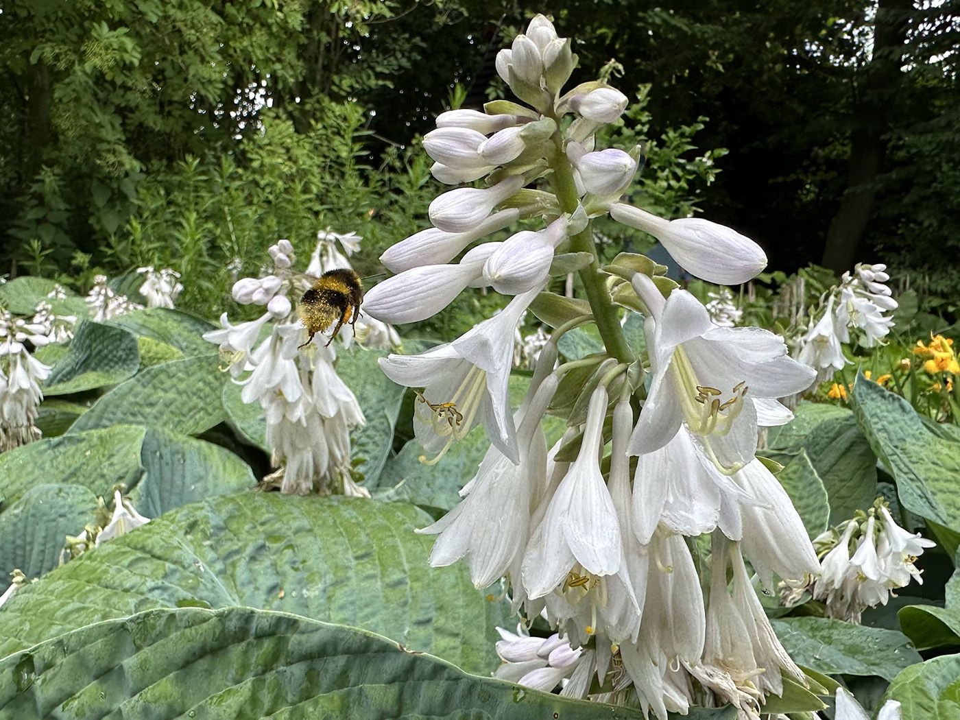 Funkia of Hartlelie - Hosta sieboldiana 