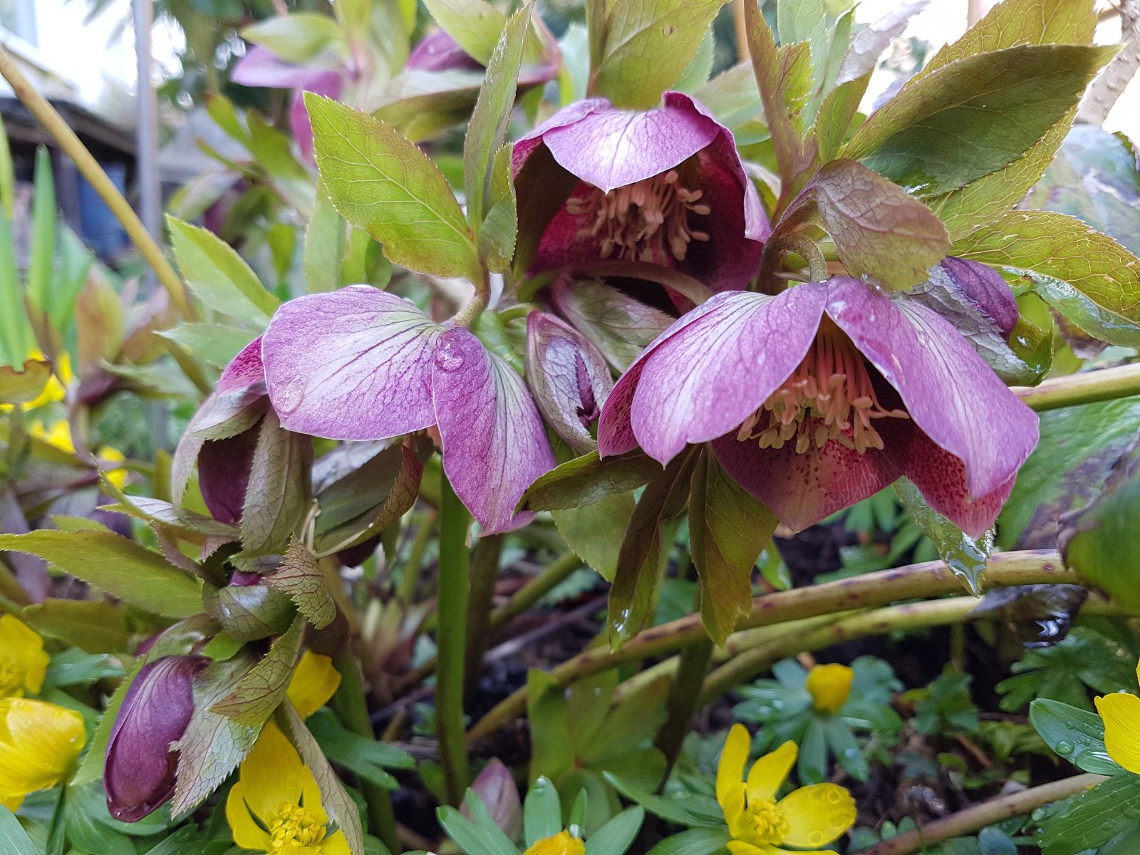 Nieskruid - Helleborus purpurascens