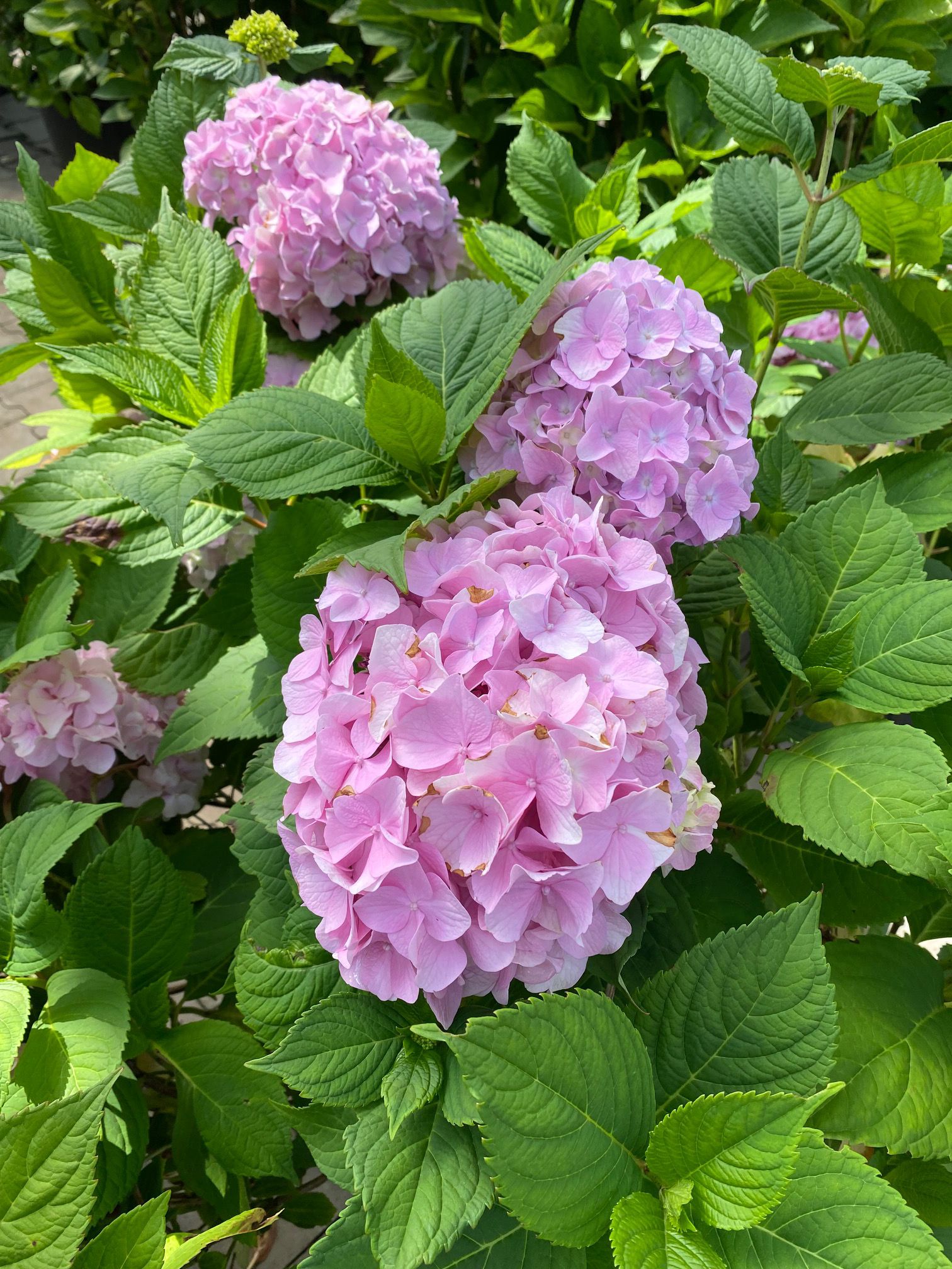 Bolhortensia - Hydrangea macrophylla 'Sainte Claire'