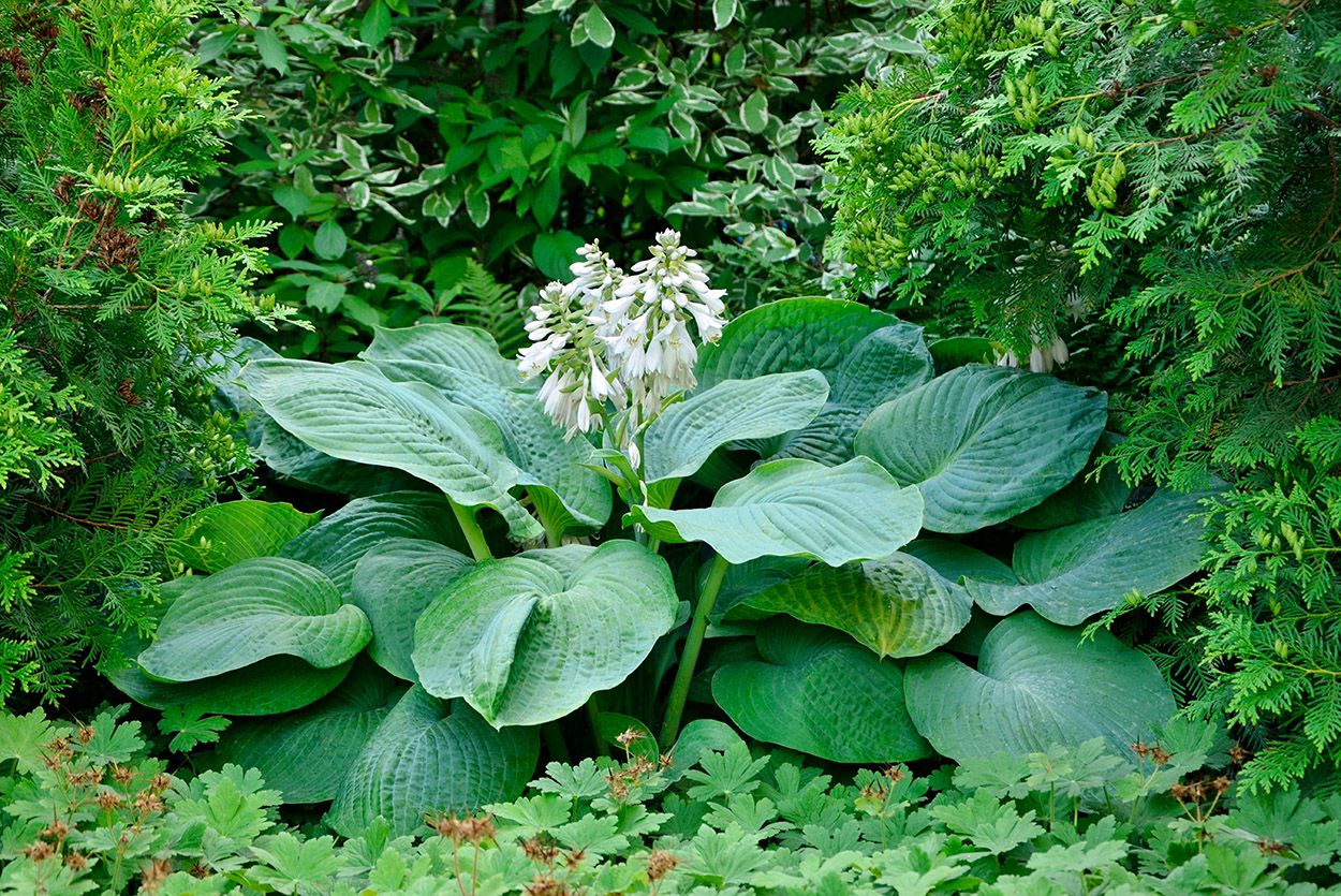 Hartlelie - Hosta 'Blue Angel' groot blad