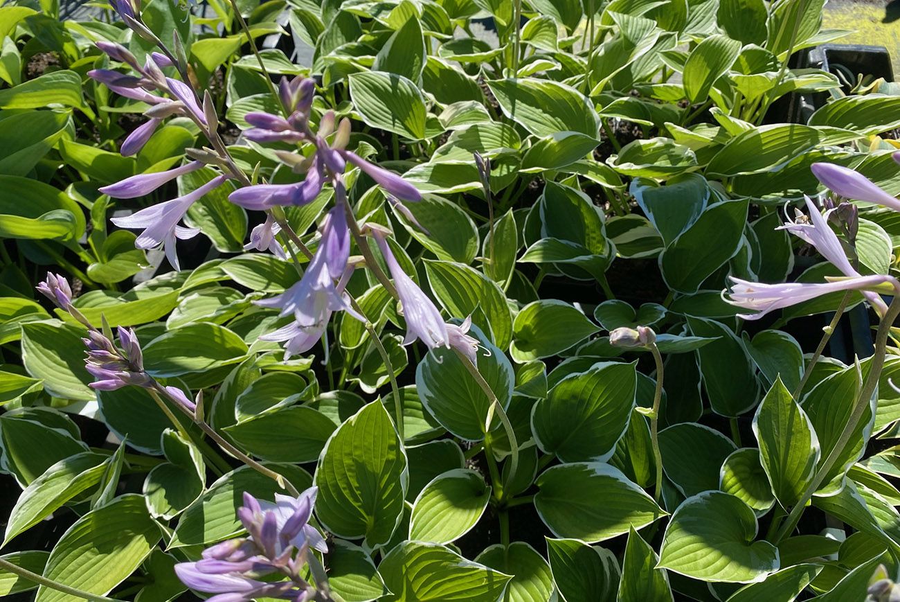 Herzlilie - Hosta 'Francee' in Blüte