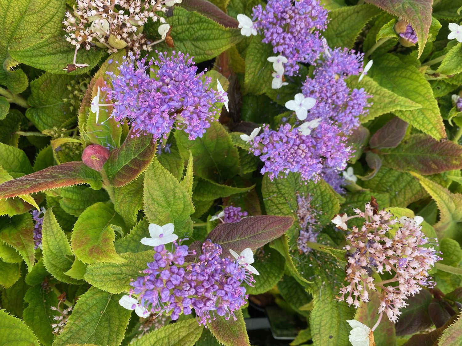 Hortensia - Hydrangea involucrata