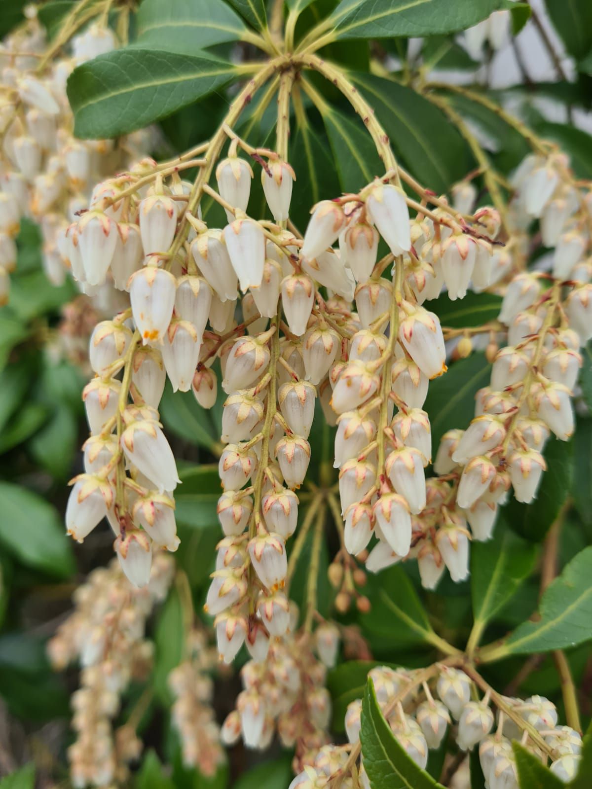 Pieris