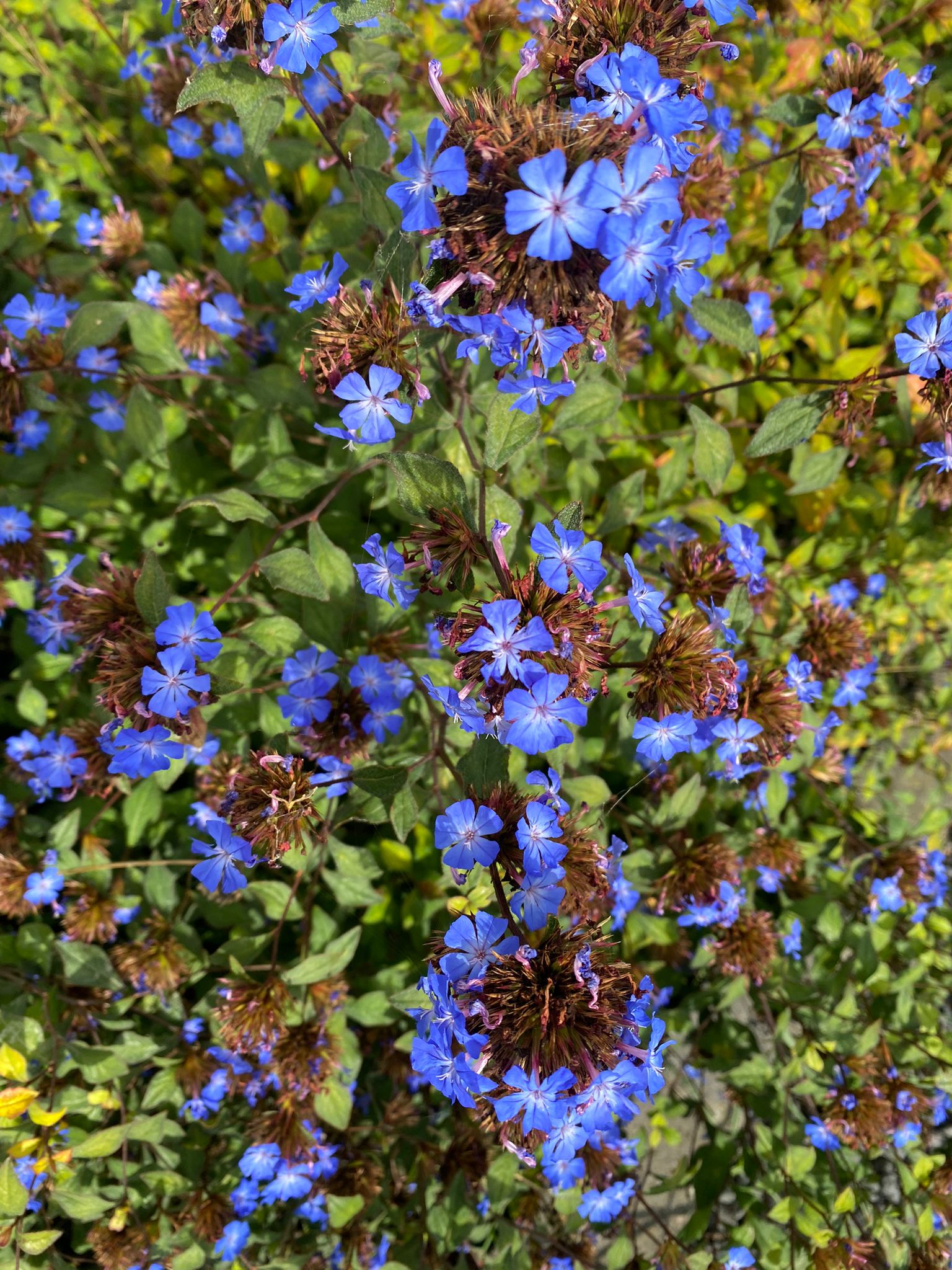 Loodkruid blauw bloeiende borderplant