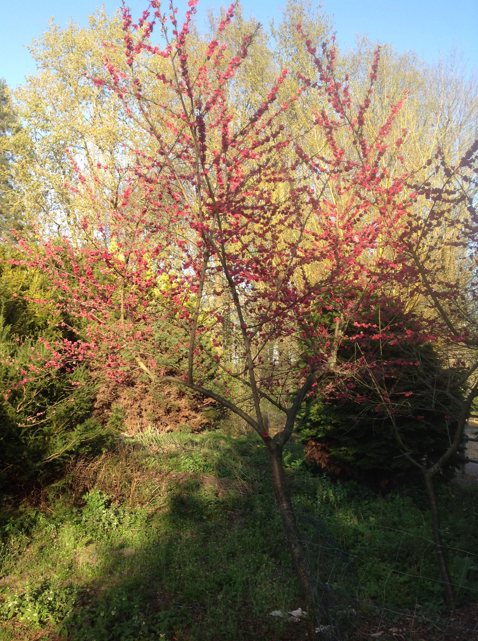 Perzik boom - Prunus persica 