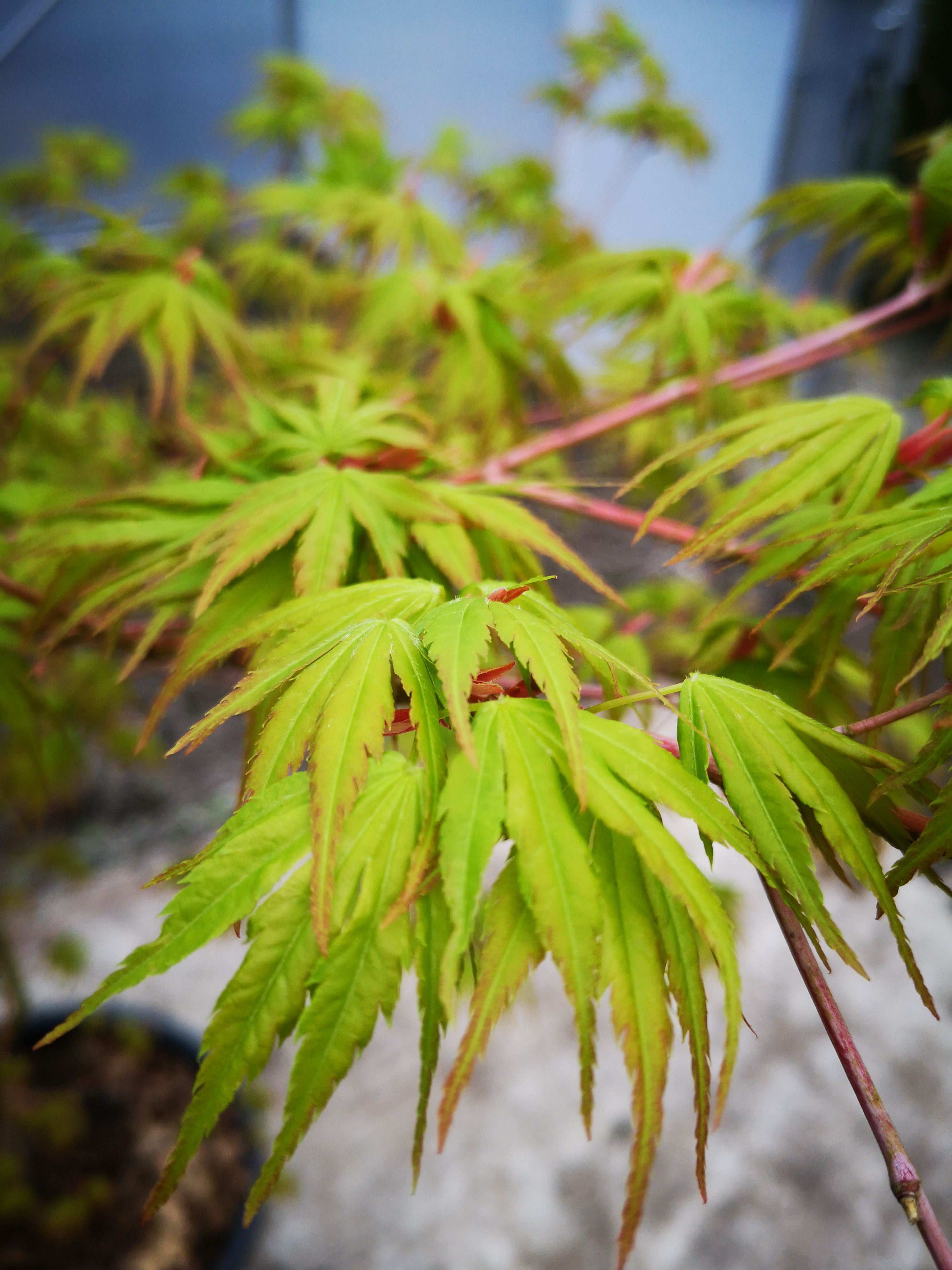 Japanse Esdoorn - Acer japonicum 'Aconitifolium' - Fraai blad