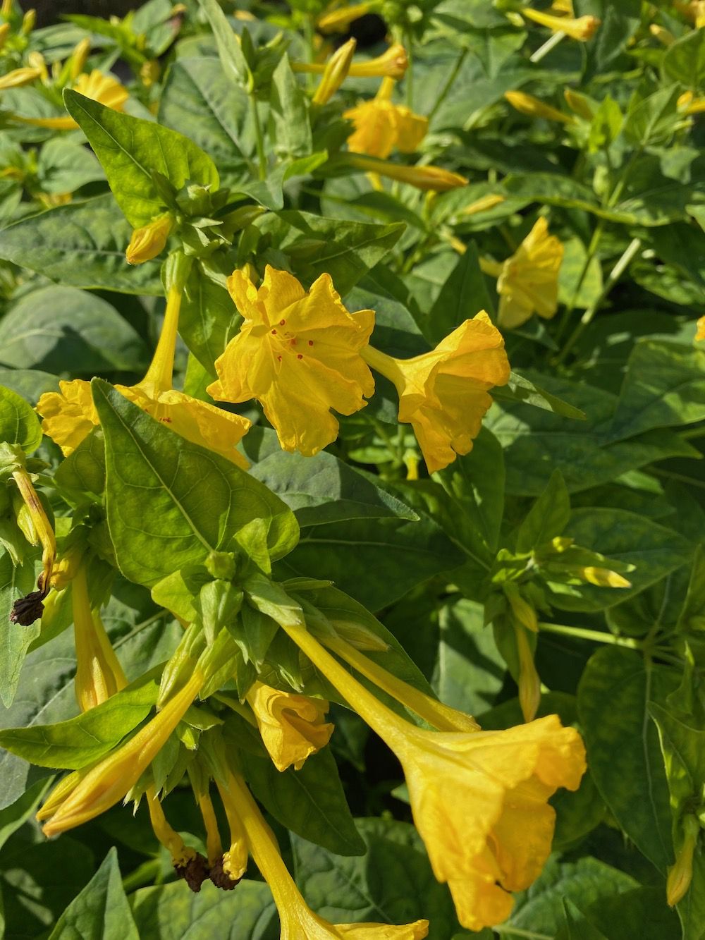 Nachtschone Mirabilis jalapa