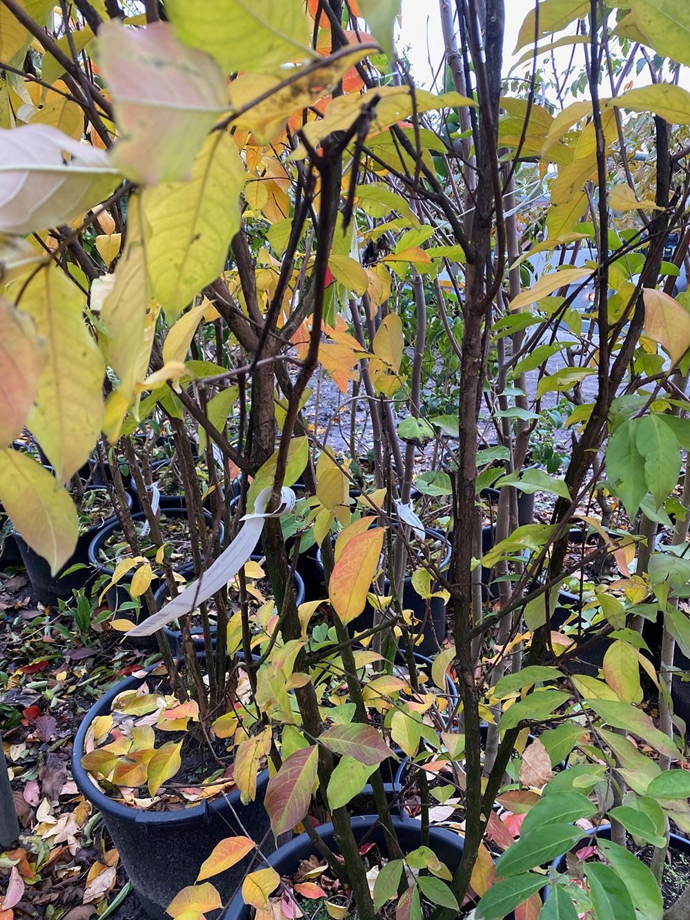  Indische sering - Lagerstroemia 'Natchez' Herfst