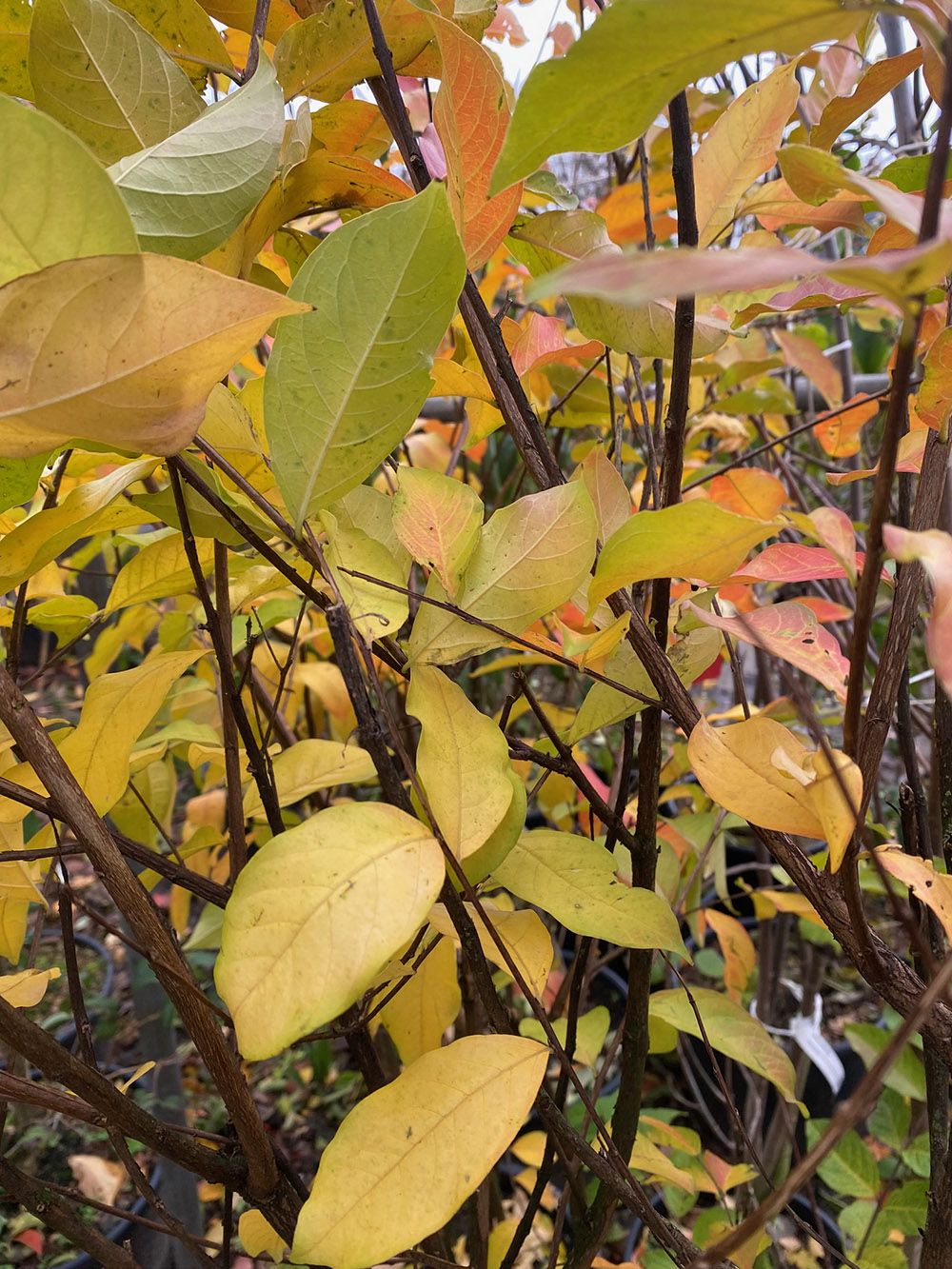 Indische sering - Lagerstroemia 'Natchez' (November)