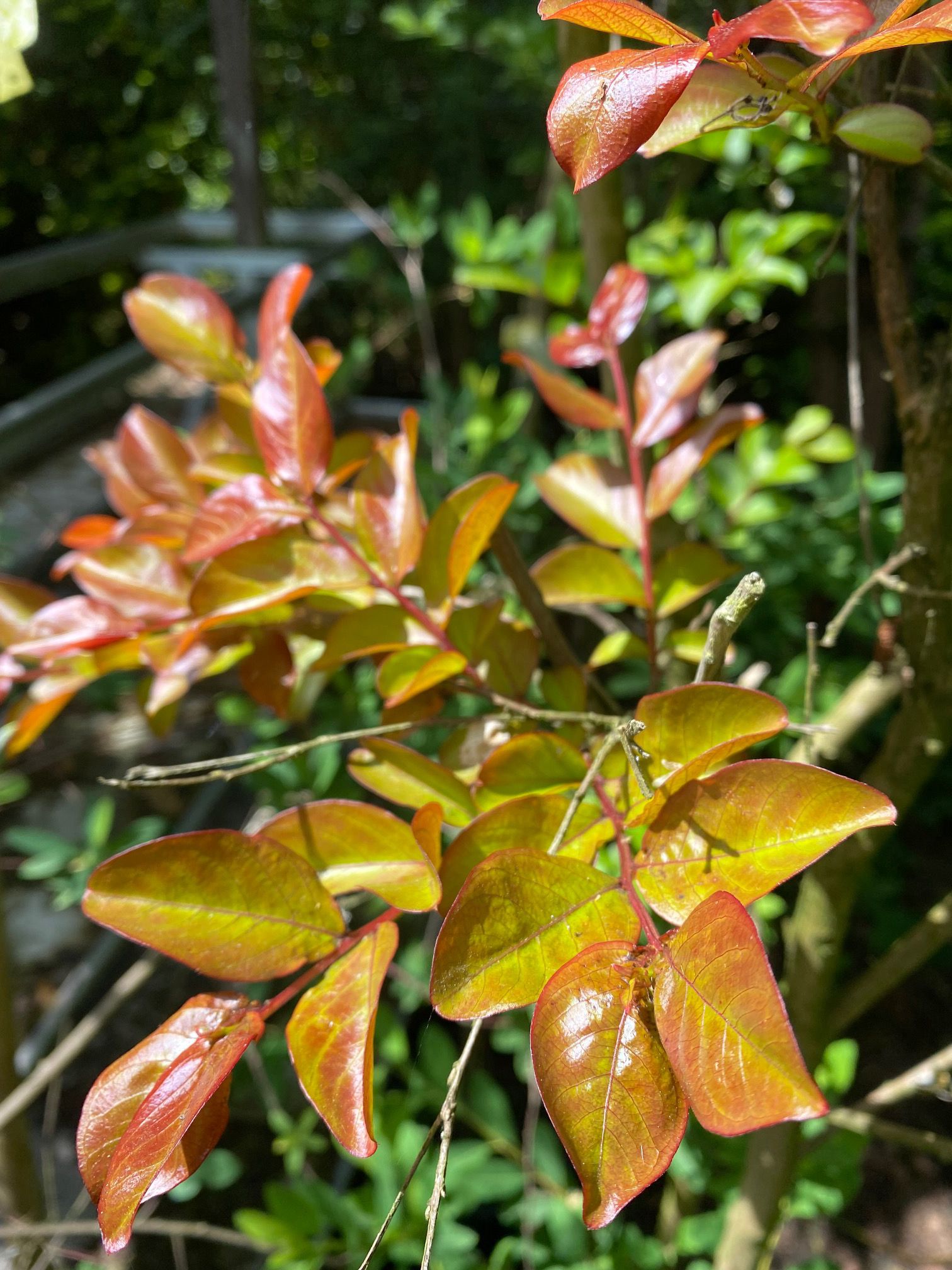 Indische sering - Lagerstroemia indica x fauriei 'Tuscarora'