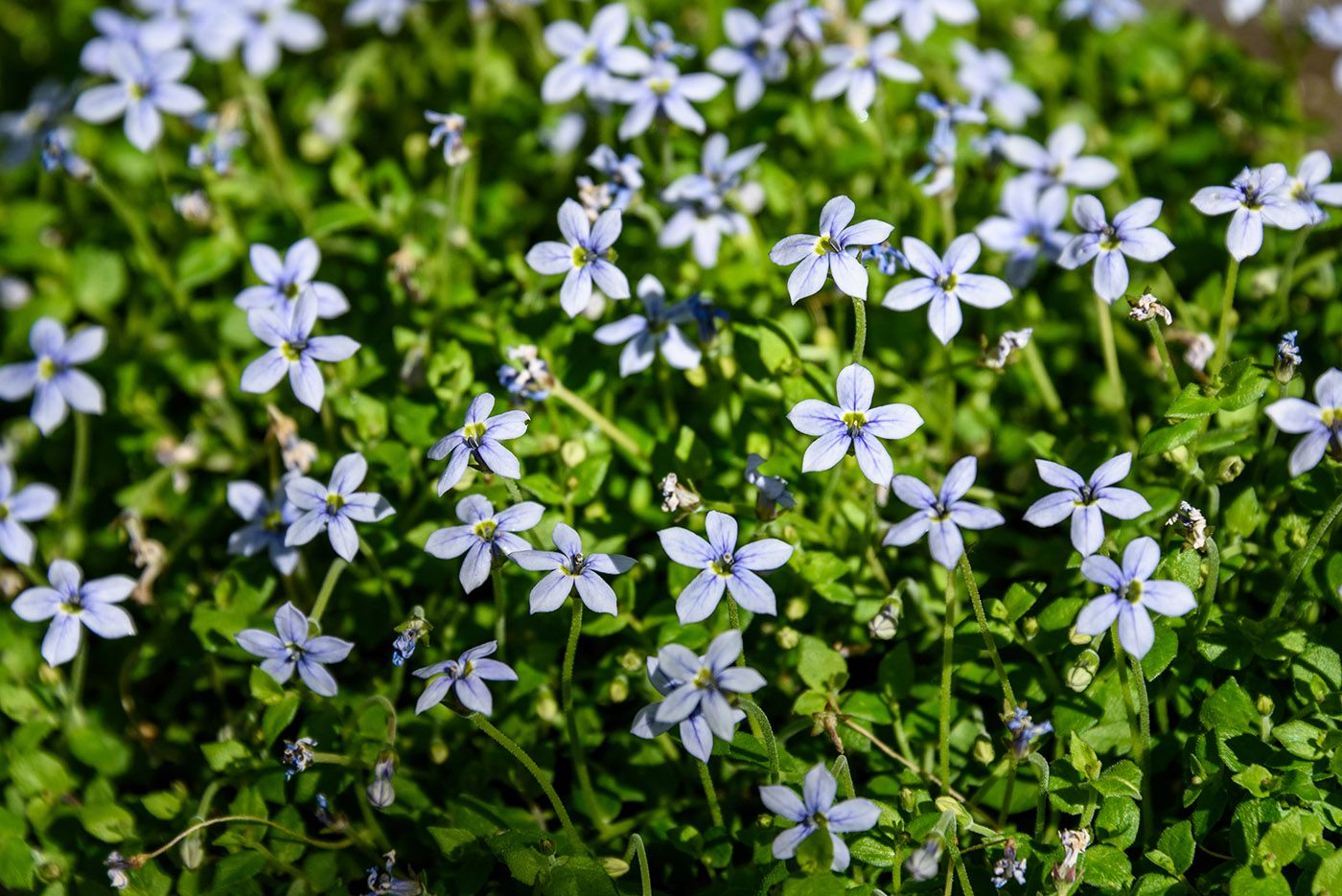 Bodembedekker Blauwe grondkruiper - Isotoma fluviatilis