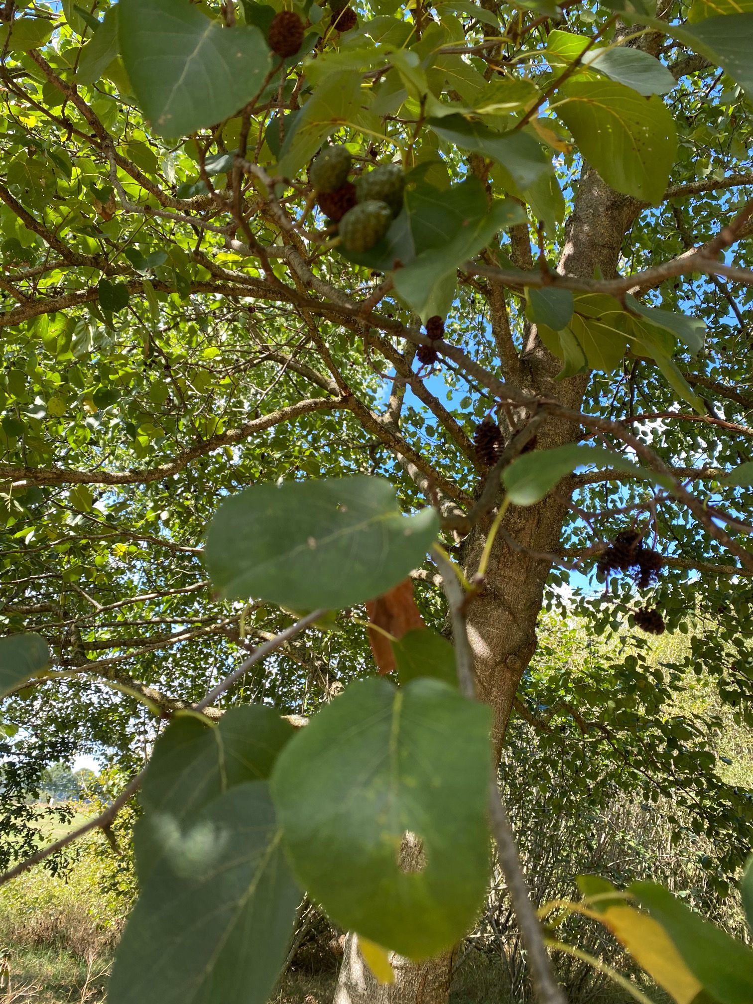 Blad Italiaanse els - Alnus cordata