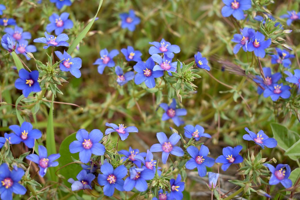 Italiaanse-ossentong-Anchusa-azurea.jpg