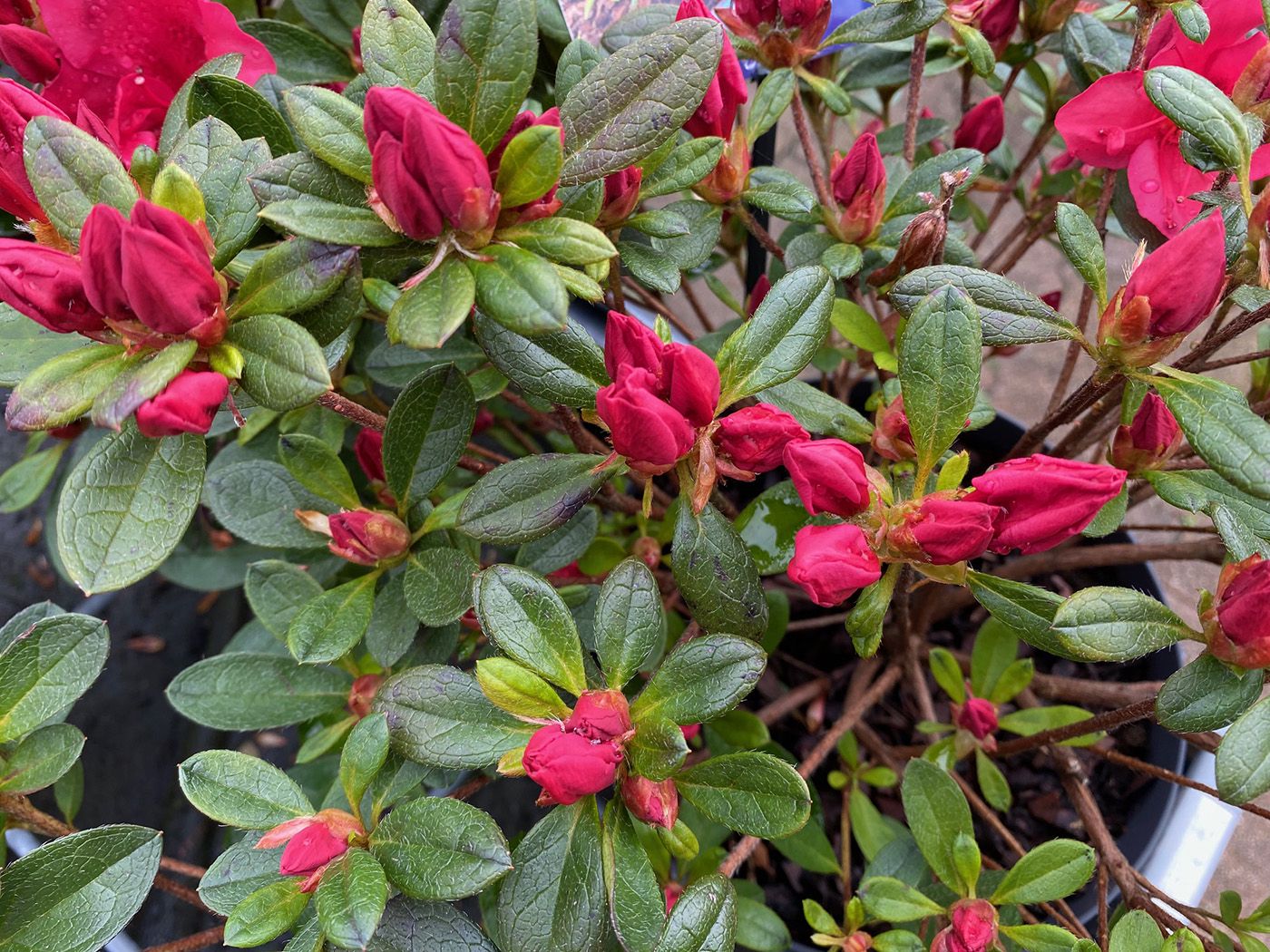 Japanse azalea - Rhododendron 'Arabesk'