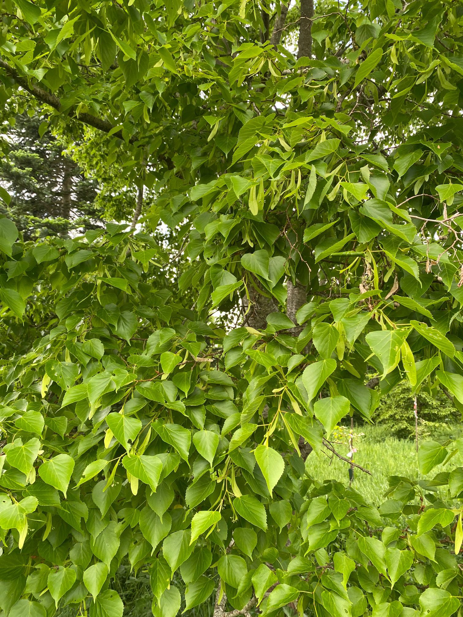 Blad Japanse linde - Tilia cordata japonica