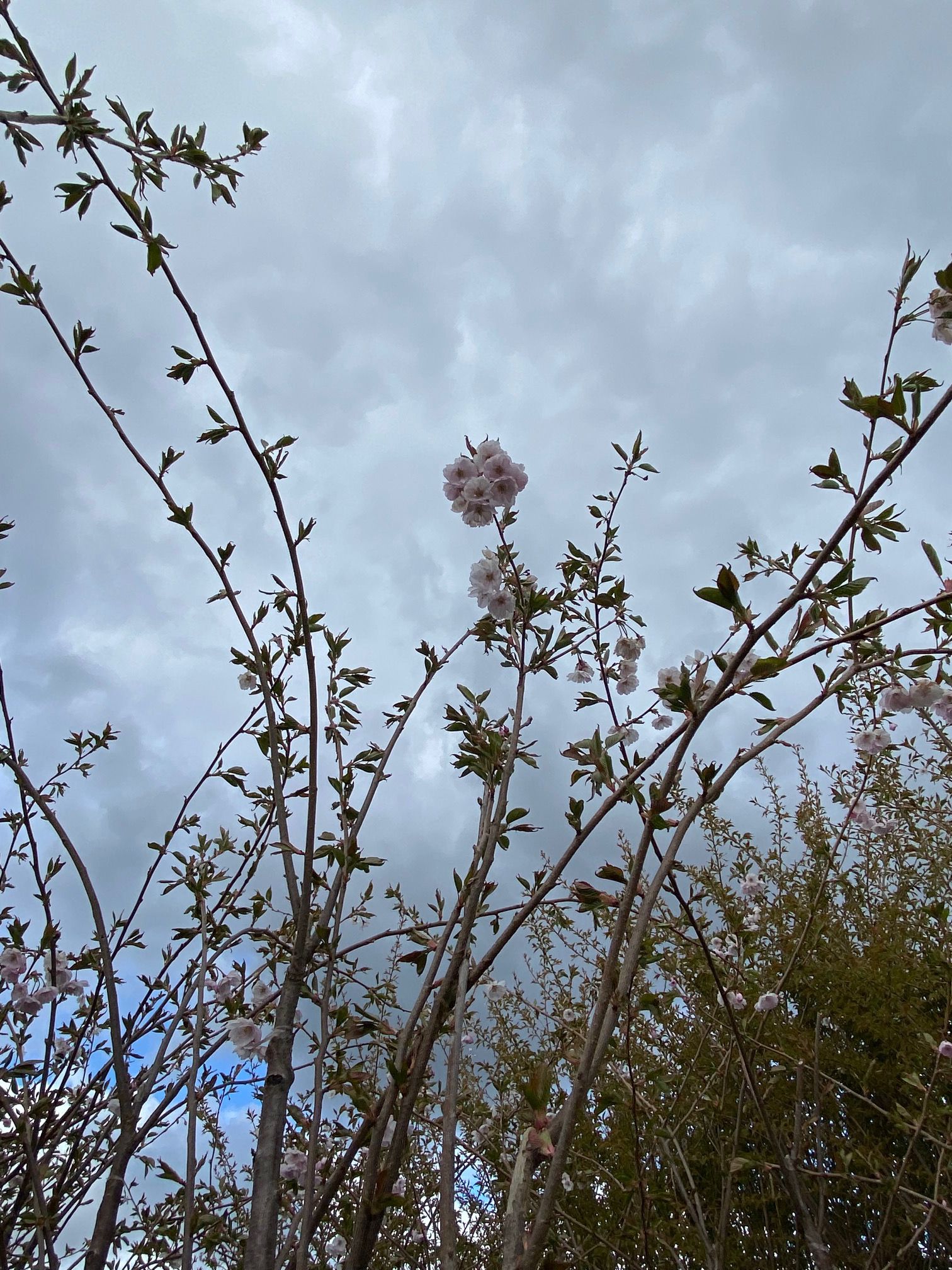 Japanse sierkers - Prunus 'Accolade'