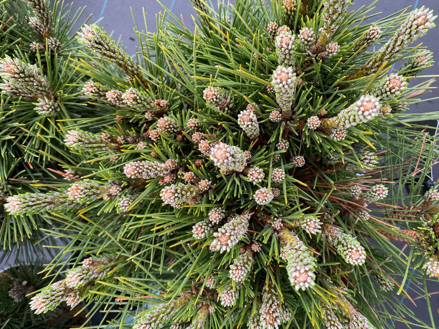 Japanische Schwarzkiefer - Pinus thunbergii 'Sayonara'