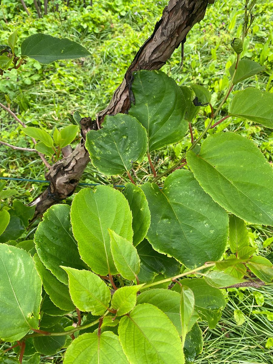 Kiwiberry - Actinidia arguta 'Siebold 