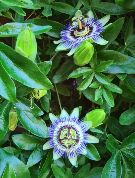 Passiflora klimplanten bijzondere bloemen