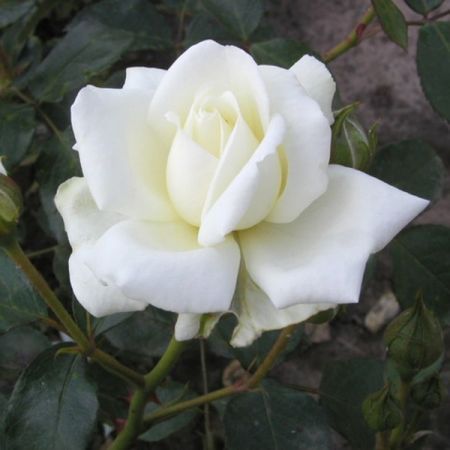Klimroos - Rosa (K) 'White New Dawn'