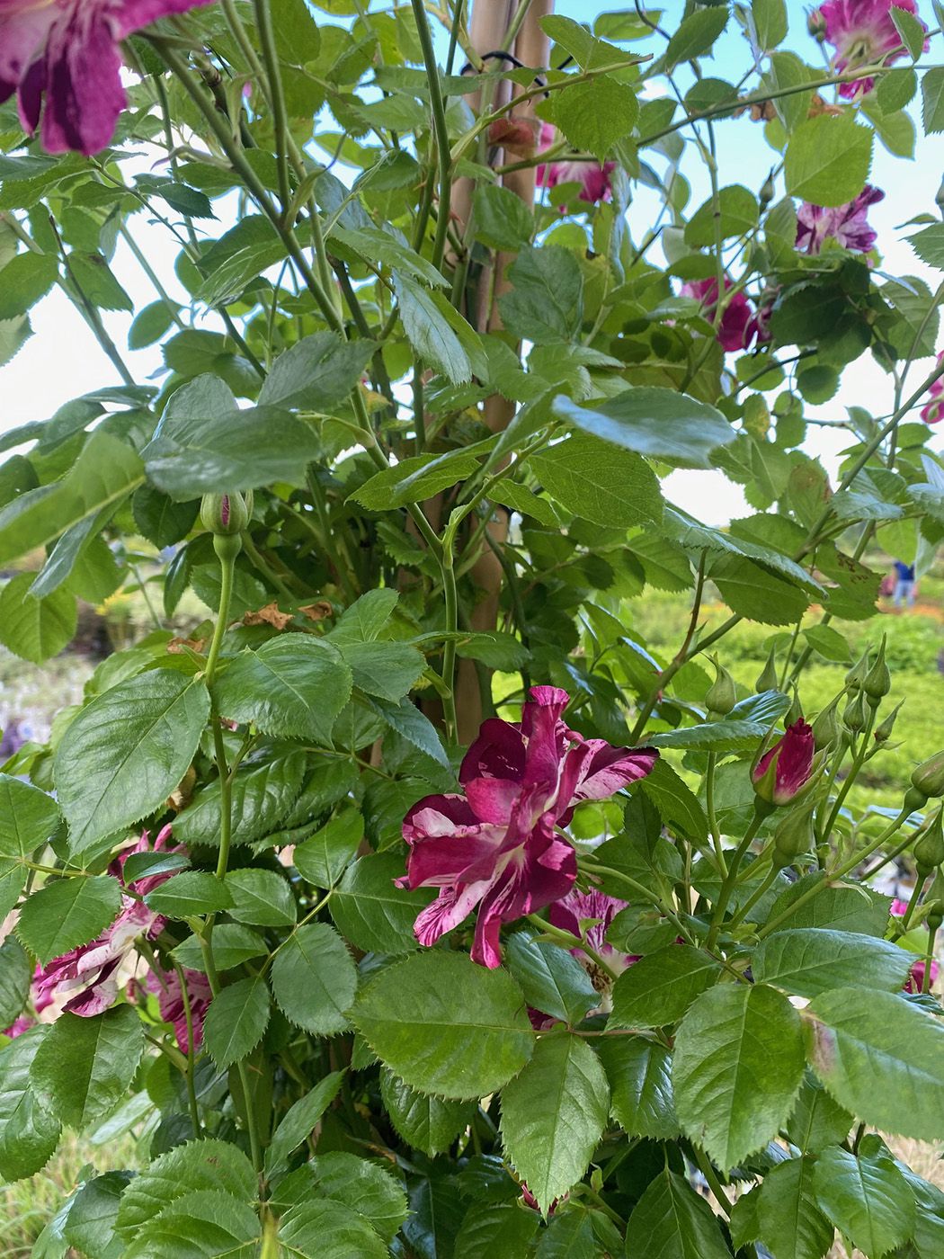 synoniemen: Rosa 'Wekspitrib' en Rosa 'Oh Wow!