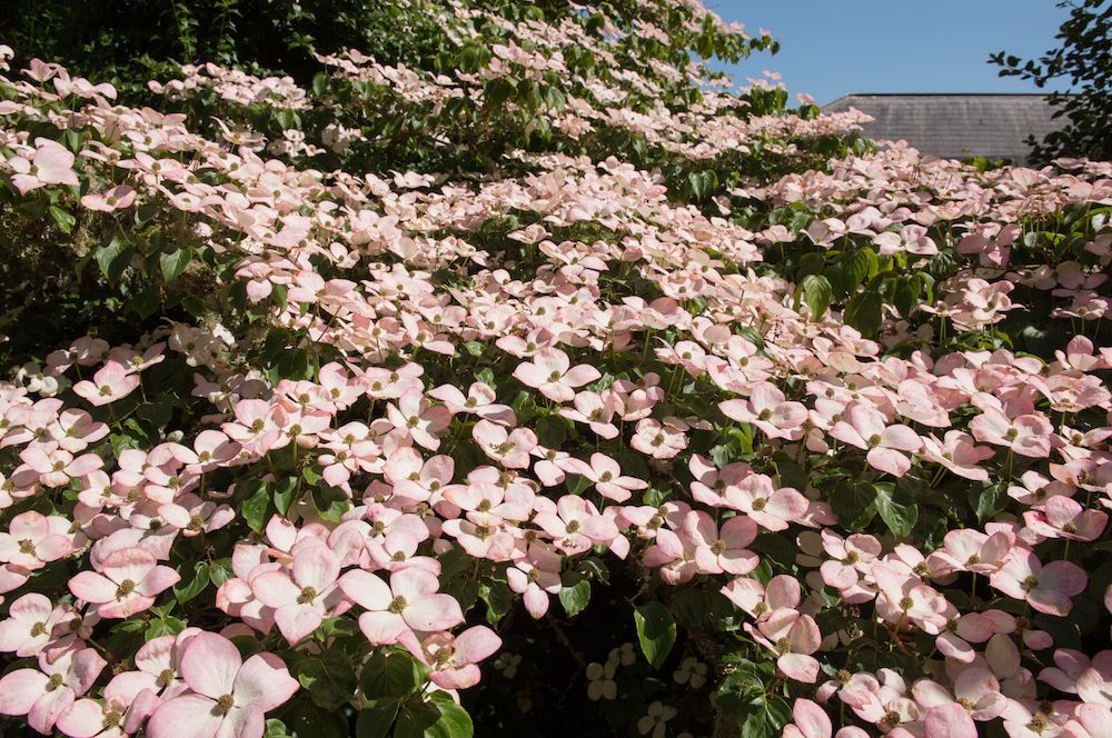 Kornoelje roze grote bloemen Cornus kousa Satomi