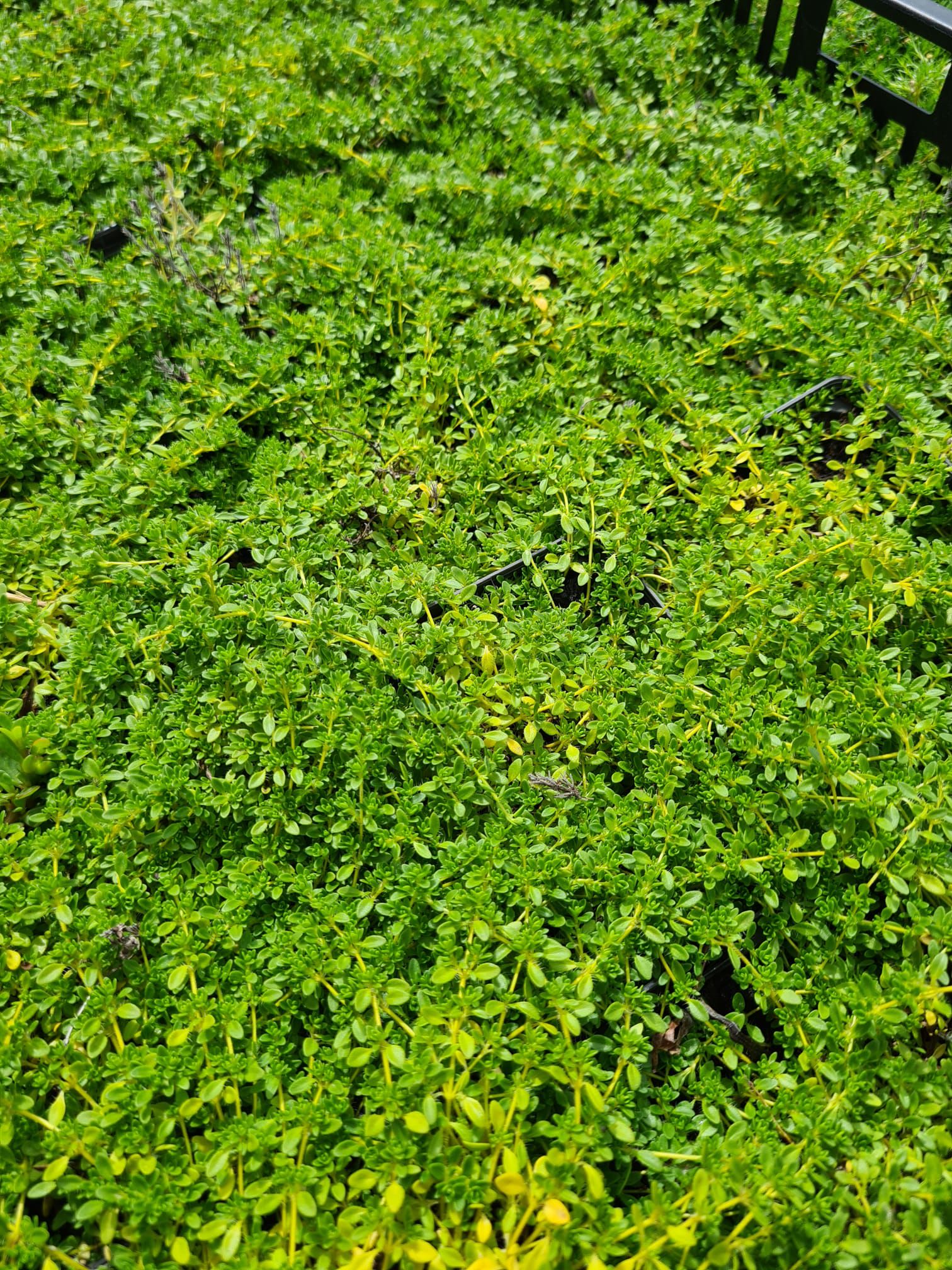 beloopbare tuinplanten loopgroen Kruiptijm - Thymus praecox 'Albiflorus'