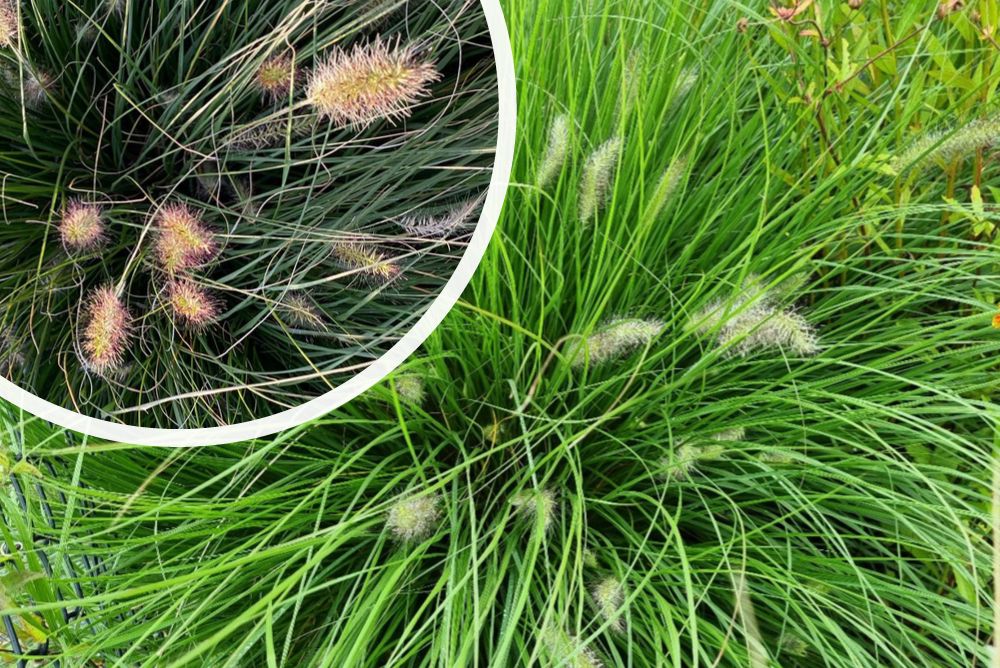 Lampenschirmgras - Pennisetum alopecuroides 'Hameln'