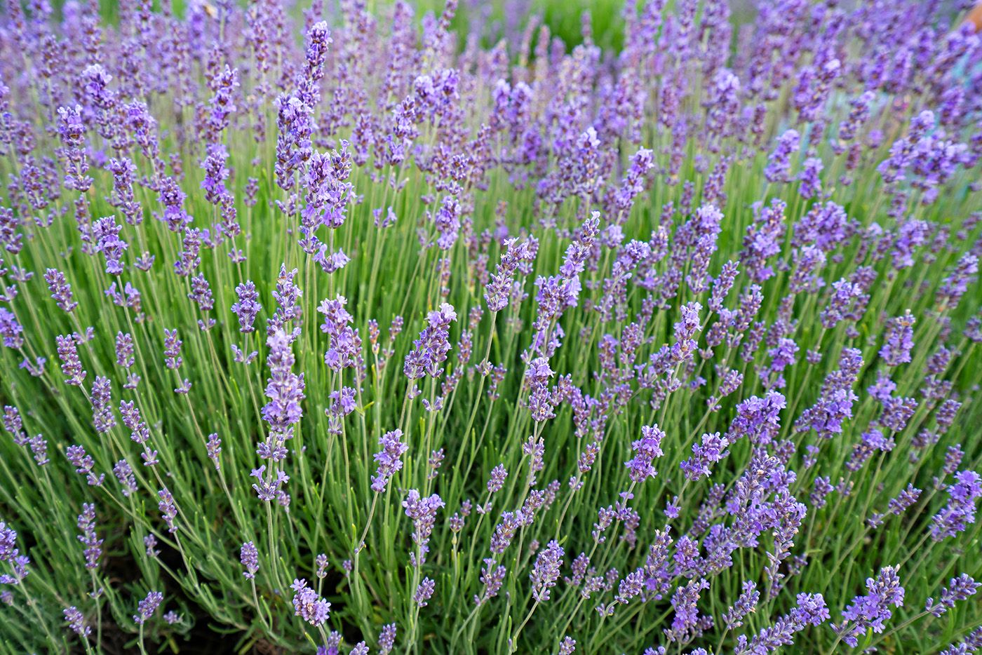 Lavendel - Lavandula intermedia 'Dutch'