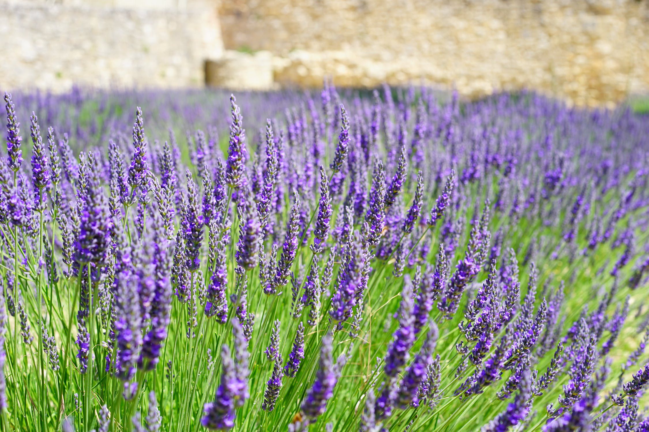 Prematuur lening wasmiddel Lavendel - Lavandula | Geurende paarse borderplant combineren