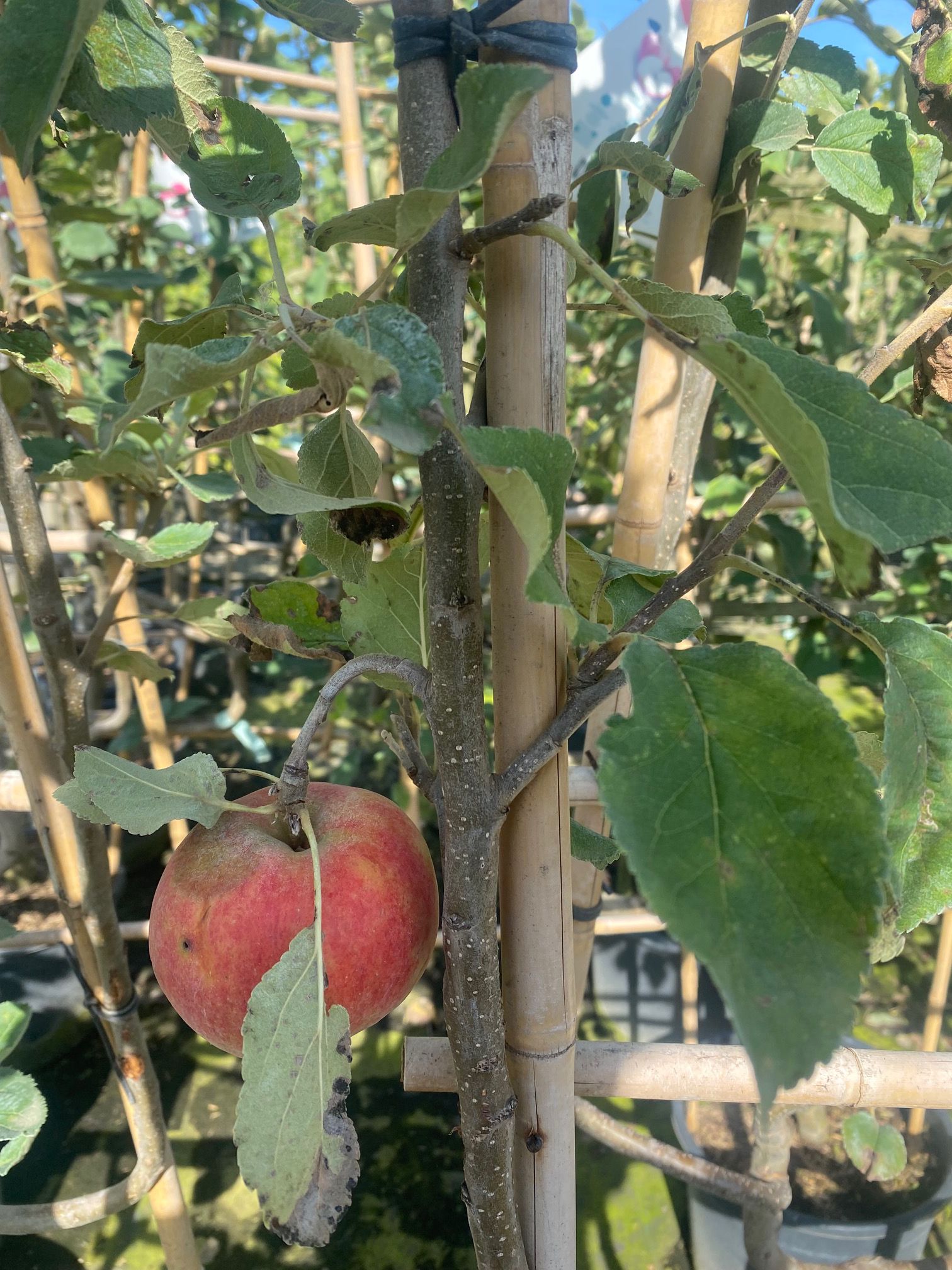 Appelboom - Malus Domestica