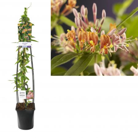 Kamperfoelie - Lonicera henryi groenblijvende klimplant voor pergola schuttig gevel of muur