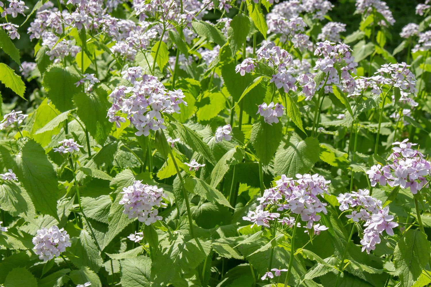 Wilde judaspenning - Lunaria rediviva