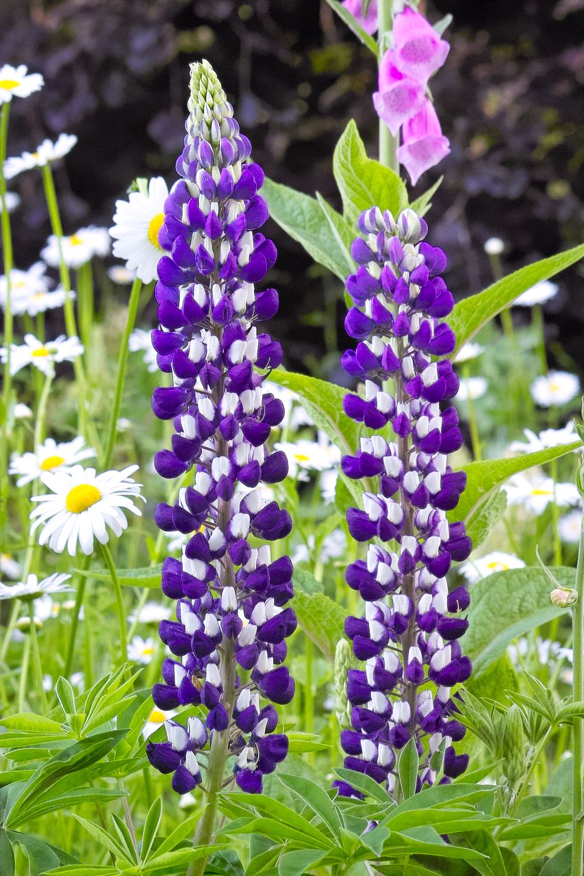 Lupine - Lupinus 'The Governor' kopen