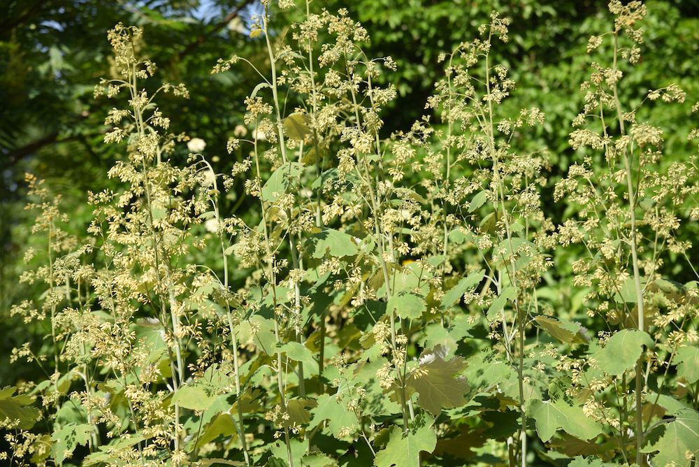 Macleaya-cordata-pluimpapaver.jpg