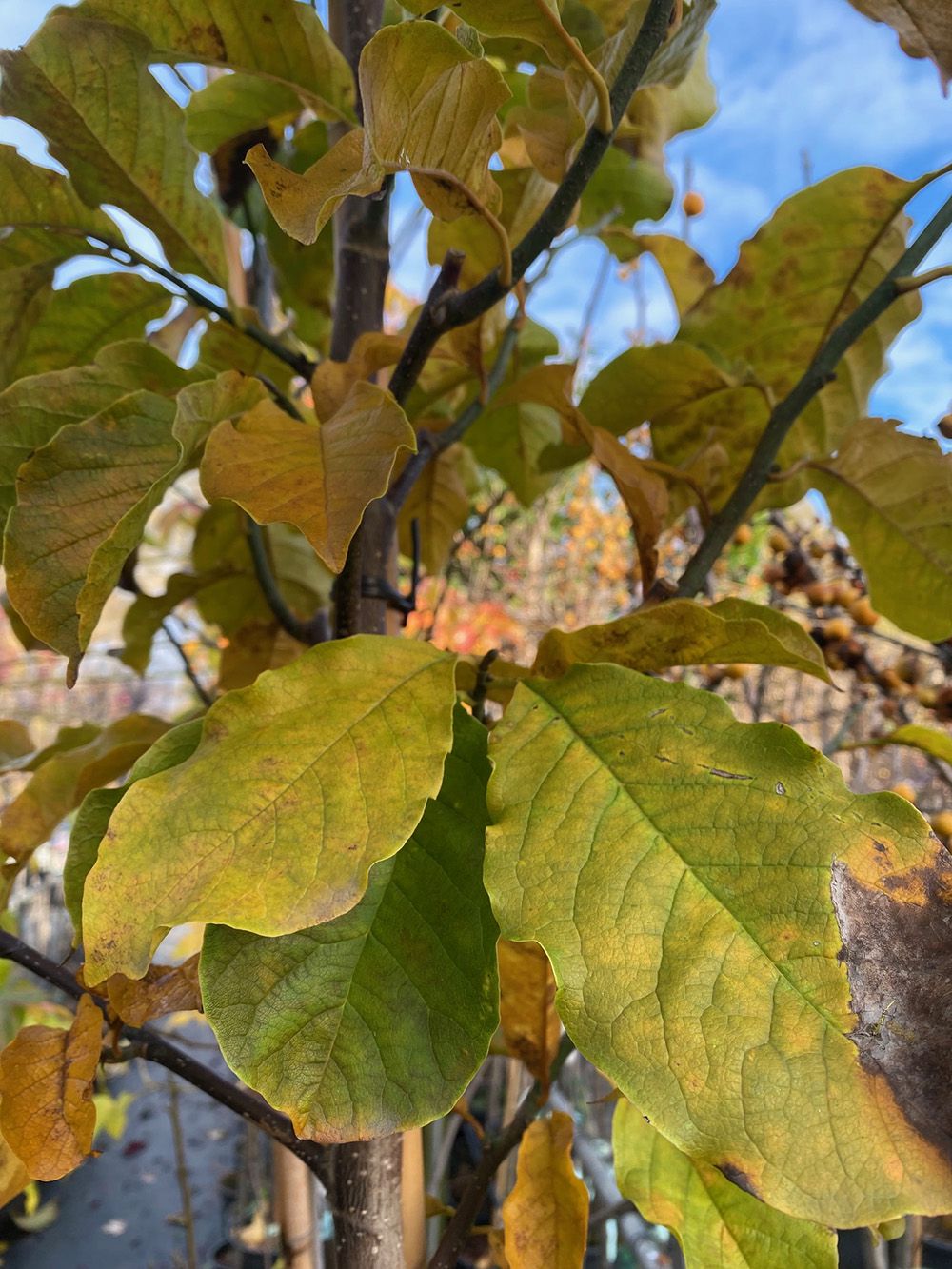 Beverboom - Magnolia Kobus in de herfst