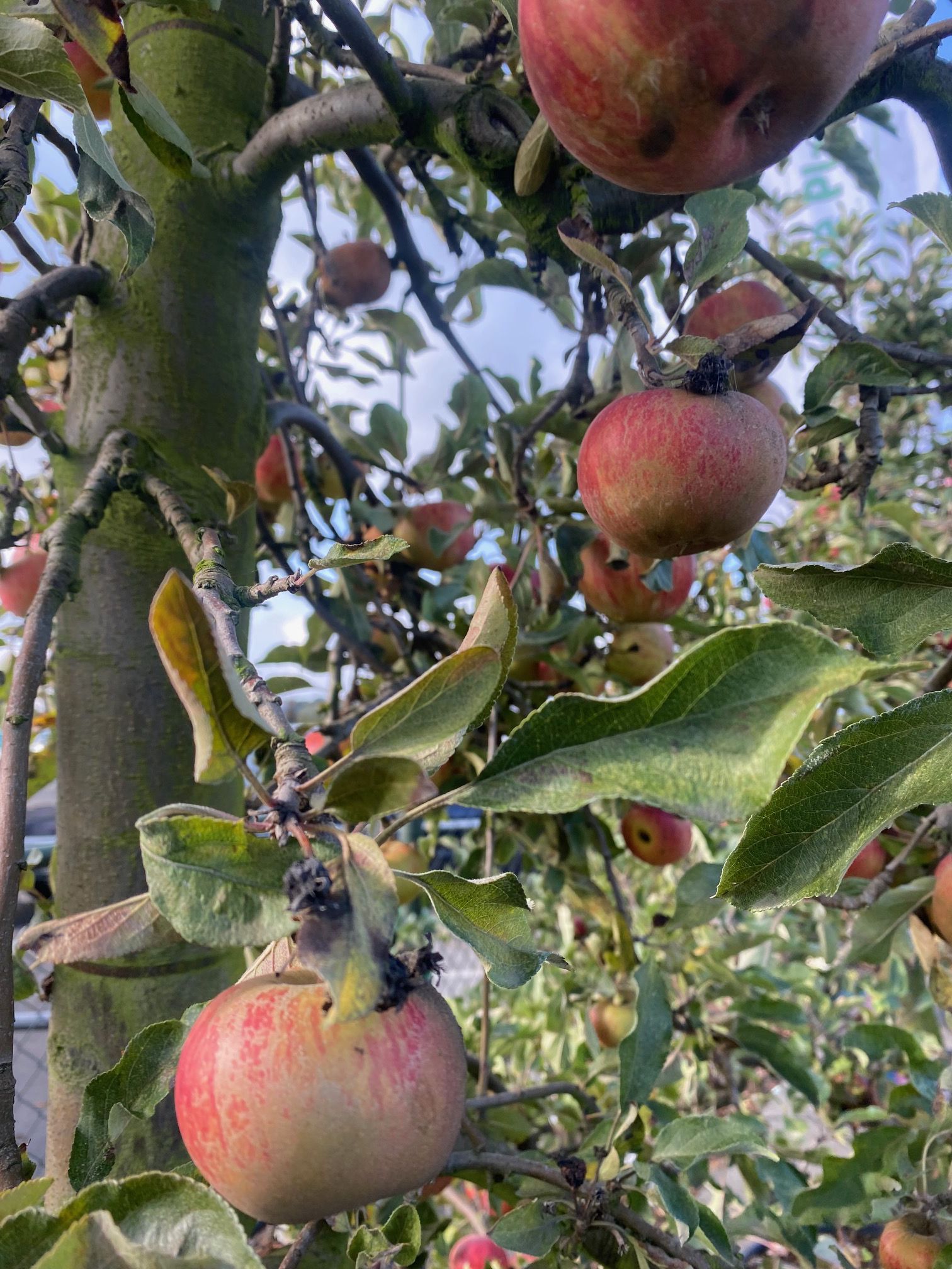 Apfelbaum - Malus domestica 'Elstar