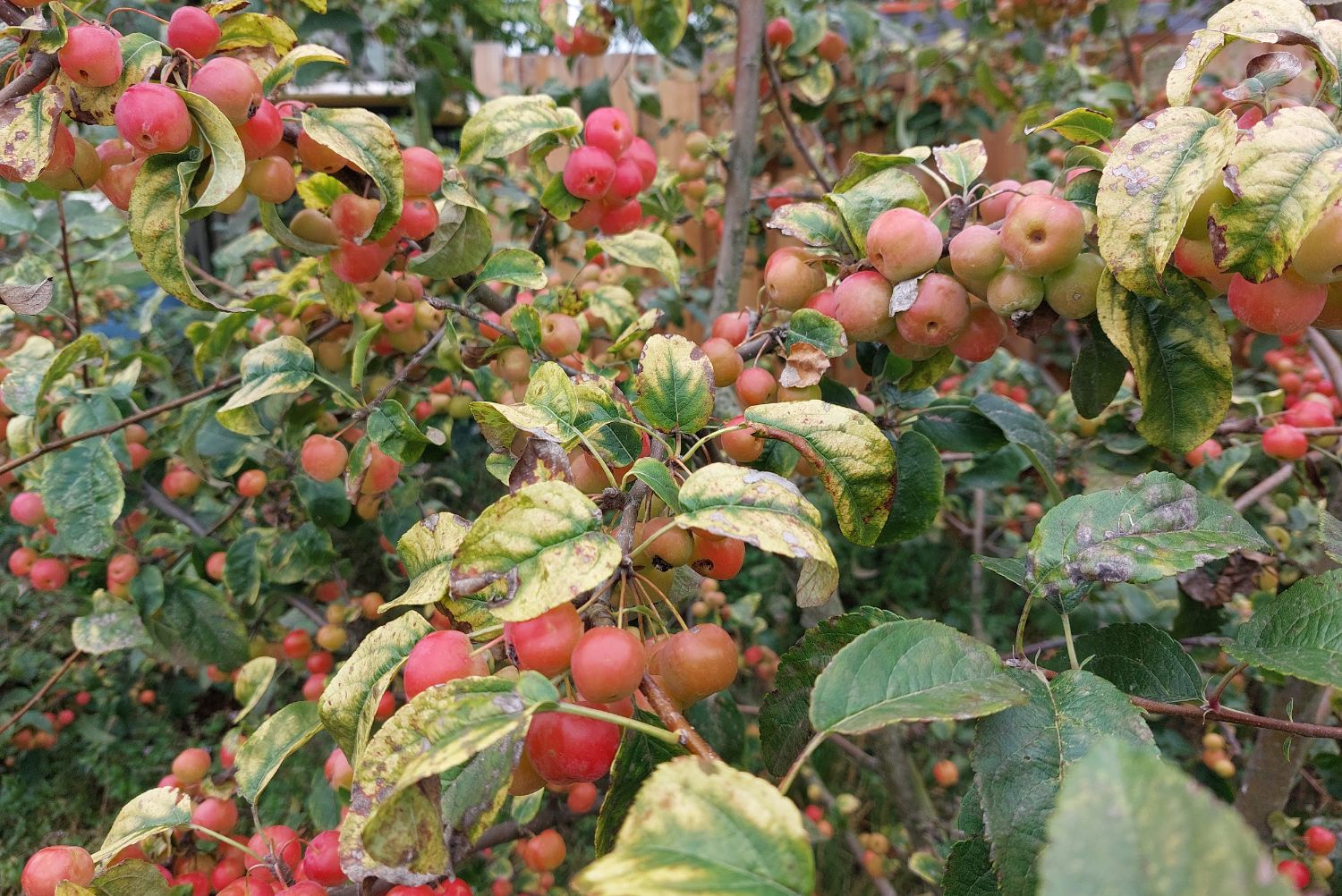Malus 'Veitch’s Scarlet' in september