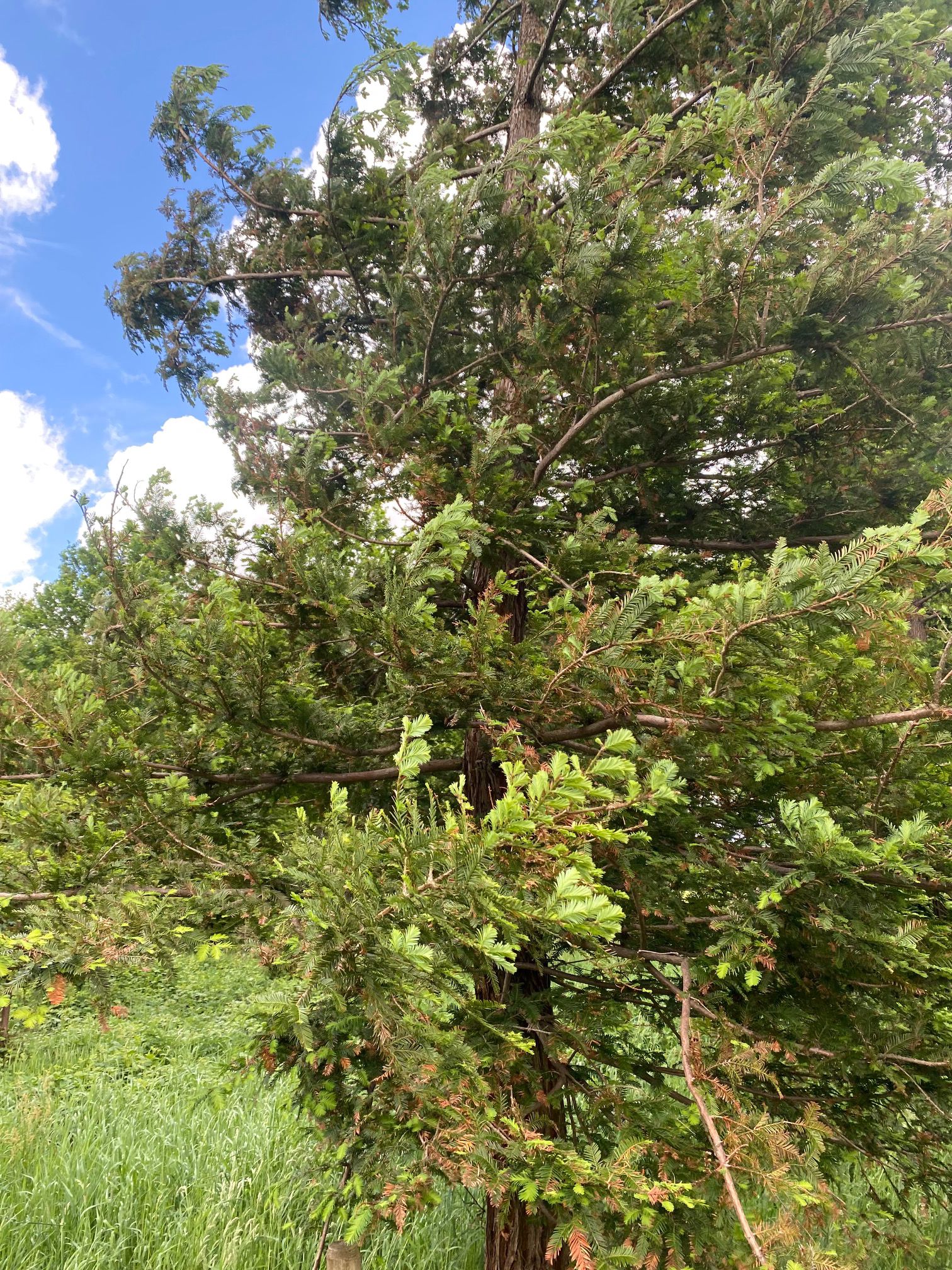 Mammoetboom-Sequoia-sempervirens-boom.jpg