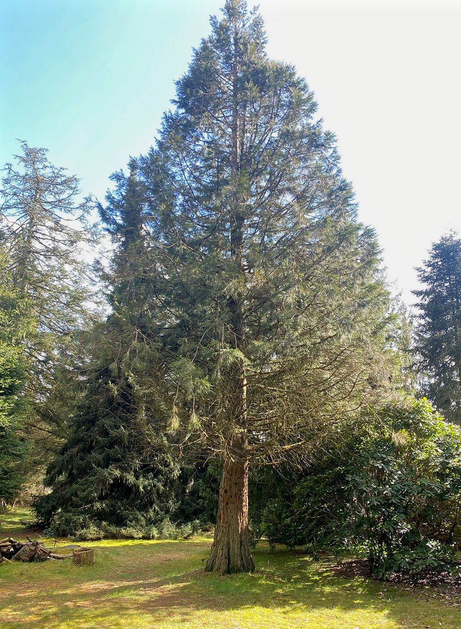 Riesenmammutbaum Sequoiadendron giganteum - Nadelbaum 