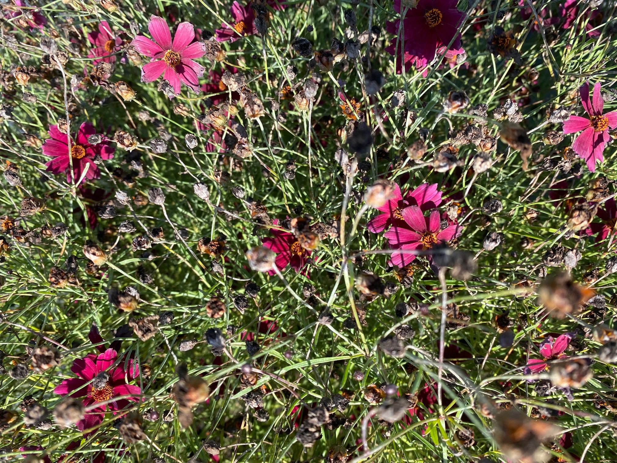 Coreopsis verticillata 'Ruby Red' 