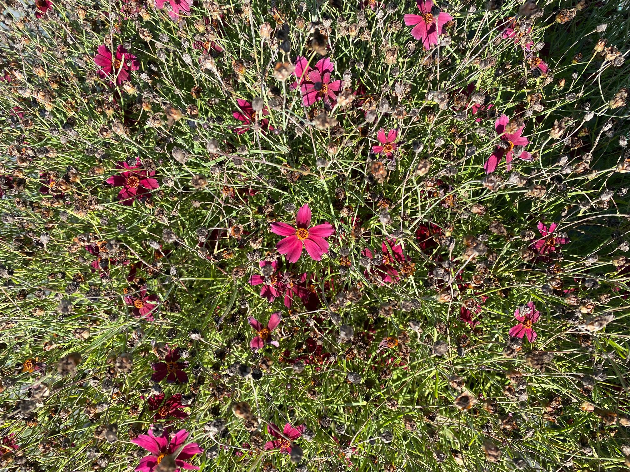 Meisjesogen - Coreopsis verticillata 'Ruby Red'