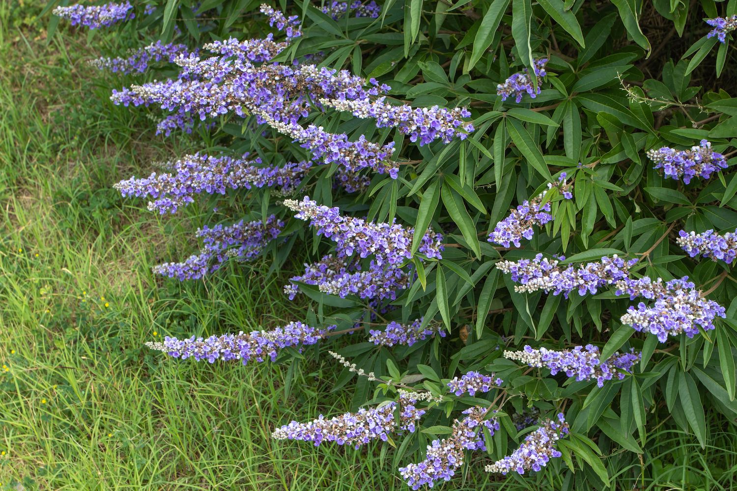 Monnikspeper - Vitex agnus castus